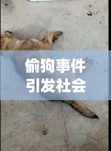 偷狗事件引发社会热议，关注度飙升！