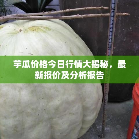 芋瓜价格今日行情大揭秘，最新报价及分析报告
