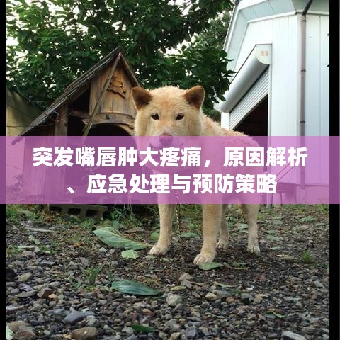 突发嘴唇肿大疼痛，原因解析、应急处理与预防策略
