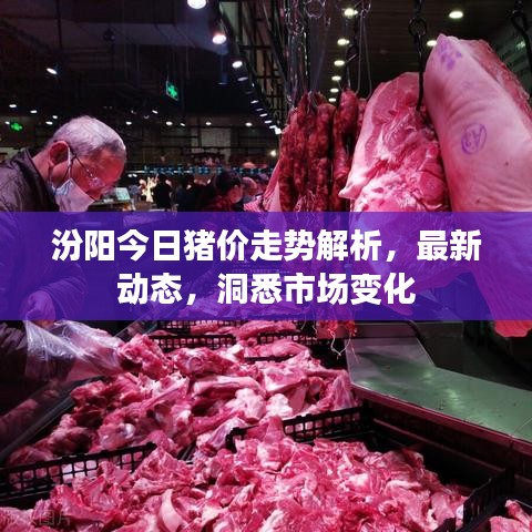 汾阳今日猪价走势解析，最新动态，洞悉市场变化
