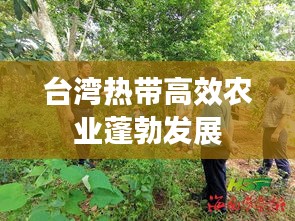 台湾热带高效农业蓬勃发展