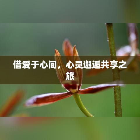 借爱于心间，心灵邂逅共享之旅