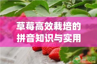 草莓高效栽培的拼音知识与实用技术应用攻略