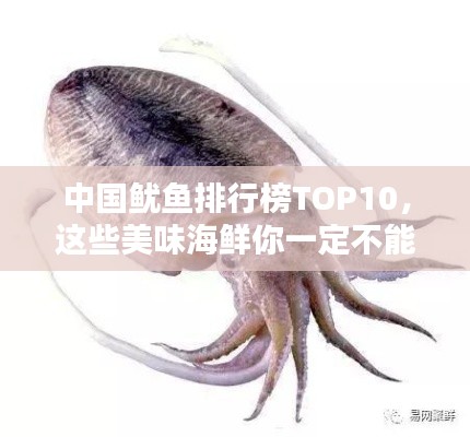 中国鱿鱼排行榜TOP10，这些美味海鲜你一定不能错过！