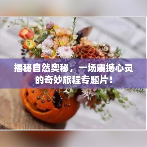揭秘自然奥秘，一场震撼心灵的奇妙旅程专题片！