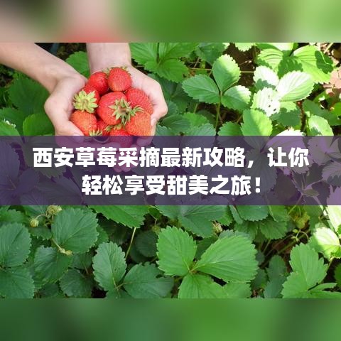 西安草莓采摘最新攻略，让你轻松享受甜美之旅！