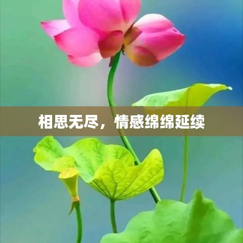 相思无尽，情感绵绵延续
