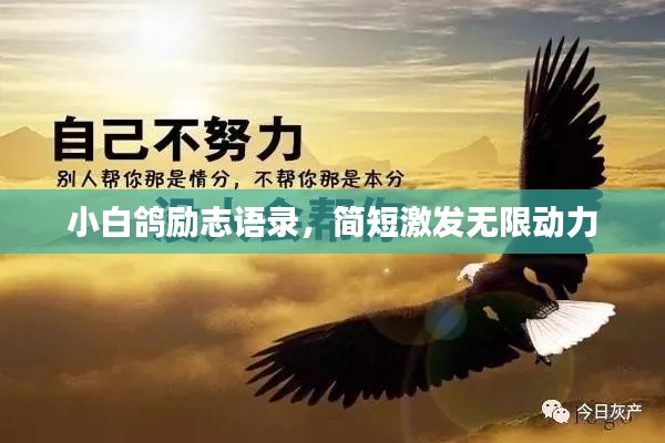 小白鸽励志语录，简短激发无限动力