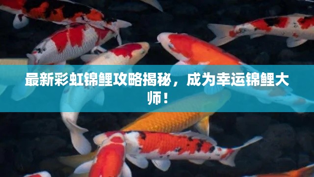 最新彩虹锦鲤攻略揭秘，成为幸运锦鲤大师！