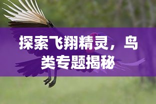 探索飞翔精灵，鸟类专题揭秘