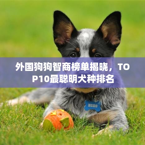 外国狗狗智商榜单揭晓，TOP10最聪明犬种排名