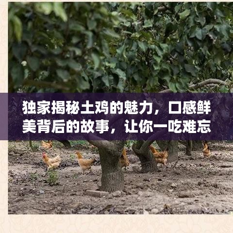 独家揭秘土鸡的魅力，口感鲜美背后的故事，让你一吃难忘！