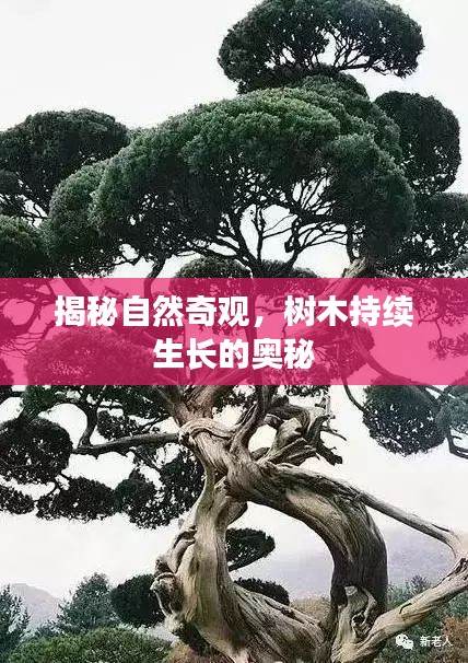揭秘自然奇观，树木持续生长的奥秘