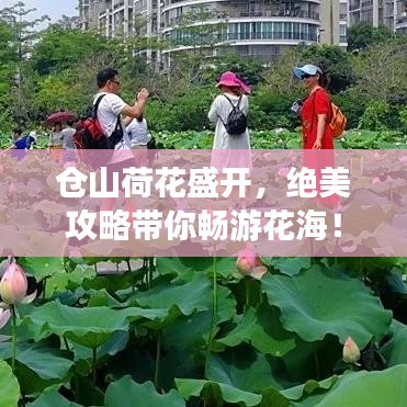 仓山荷花盛开，绝美攻略带你畅游花海！