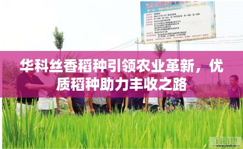 华科丝香稻种引领农业革新，优质稻种助力丰收之路