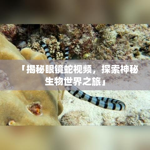 「揭秘眼镜蛇视频，探索神秘生物世界之旅」