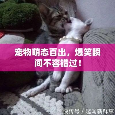 宠物萌态百出，爆笑瞬间不容错过！