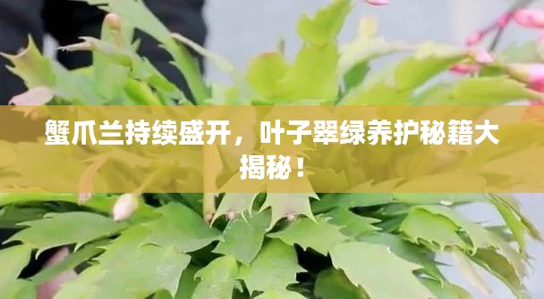 蟹爪兰持续盛开，叶子翠绿养护秘籍大揭秘！