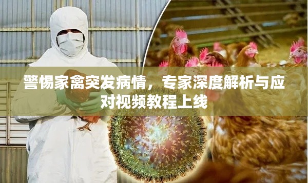 警惕家禽突发病情，专家深度解析与应对视频教程上线