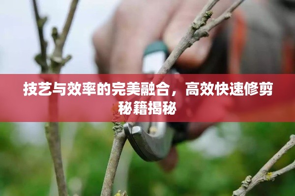 技艺与效率的完美融合，高效快速修剪秘籍揭秘