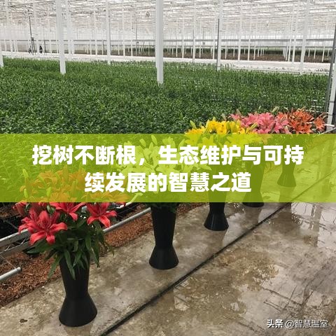 挖树不断根，生态维护与可持续发展的智慧之道