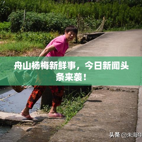 舟山杨梅新鲜事，今日新闻头条来袭！