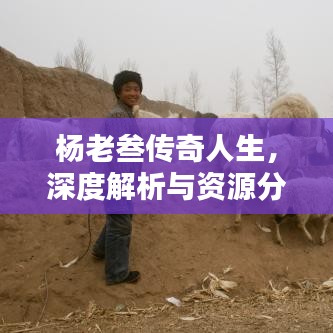 杨老叁传奇人生，深度解析与资源分享