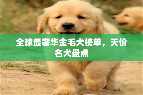 全球最奢华金毛犬榜单，天价名犬盘点