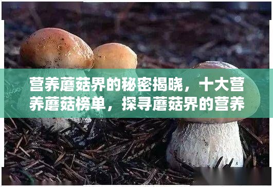 营养蘑菇界的秘密揭晓，十大营养蘑菇榜单，探寻蘑菇界的营养瑰宝！