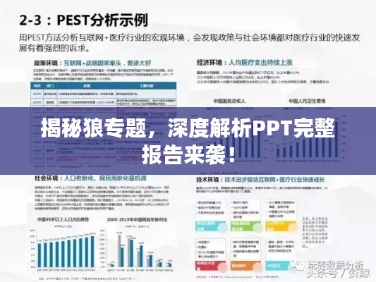 揭秘狼专题，深度解析PPT完整报告来袭！